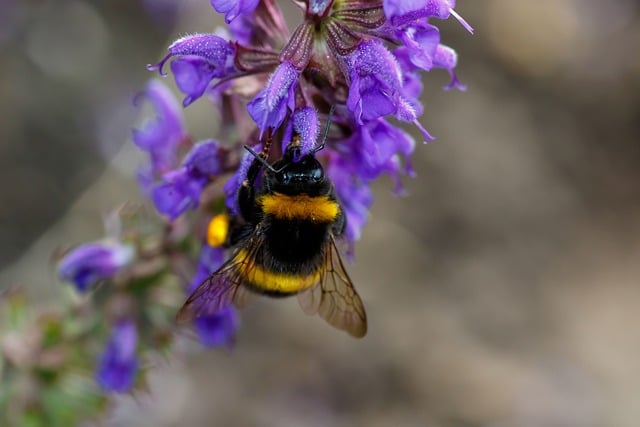 Free download bumblebee insect nature pollination free picture to be edited with GIMP free online image editor