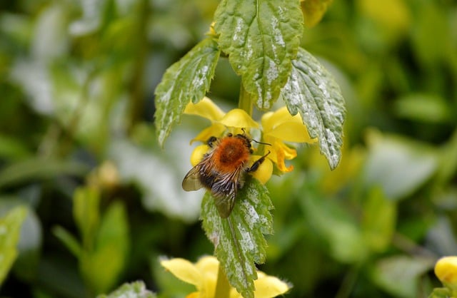 Free download bumblebee insect plants galeobdolon free picture to be edited with GIMP free online image editor