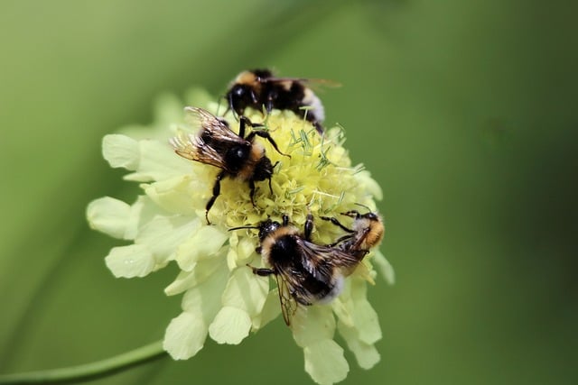 Free download bumblebee insect pollination flower free picture to be edited with GIMP free online image editor