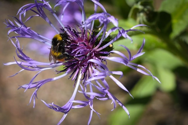 Free download bumblebee insect pollination nature free picture to be edited with GIMP free online image editor