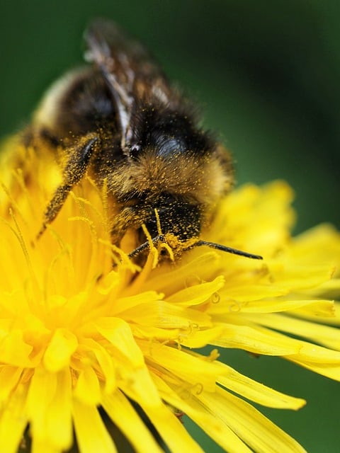 Free download bumblebee insect pollination pollen free picture to be edited with GIMP free online image editor