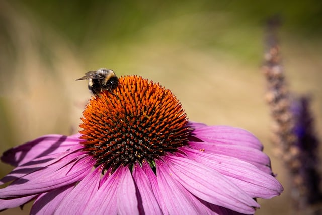 Free download bumblebee insect winged insect free picture to be edited with GIMP free online image editor