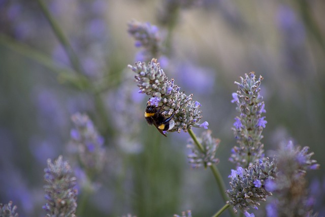 Free download bumblebee lavender bee insects free picture to be edited with GIMP free online image editor