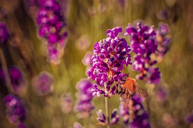 Descargue gratis la imagen gratuita de abejorro lavanda púrpura luz del sol para editar con el editor de imágenes en línea gratuito GIMP