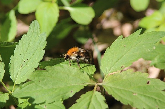 Free download Bumblebee Nature -  free photo or picture to be edited with GIMP online image editor