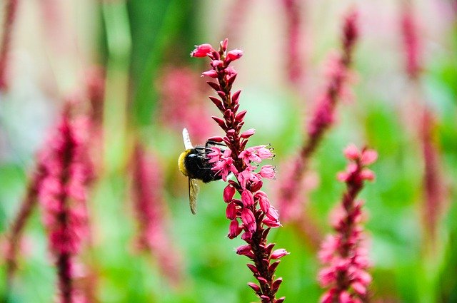 Free picture Bumblebee Pink Flower -  to be edited by GIMP free image editor by OffiDocs