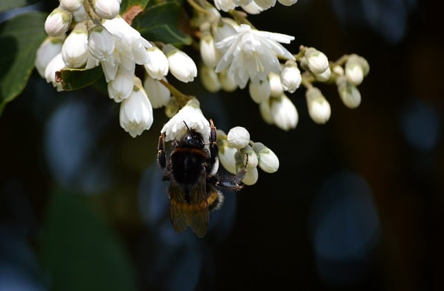 Free download bumble bees insects foraging free picture to be edited with GIMP free online image editor