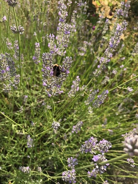 Free download Bumblebee Summer Lavender -  free photo or picture to be edited with GIMP online image editor