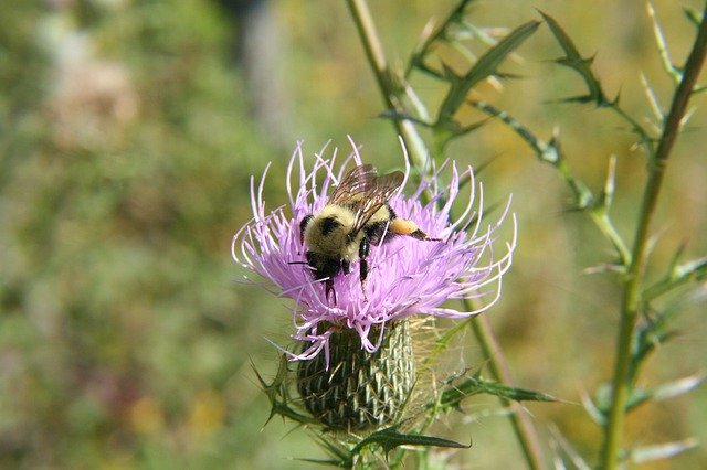 Muat turun percuma Bumblebee Thistle Flower - foto atau gambar percuma untuk diedit dengan editor imej dalam talian GIMP
