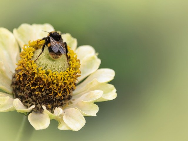 Unduh gratis Bumblebee Yellow Insect - foto atau gambar gratis untuk diedit dengan editor gambar online GIMP