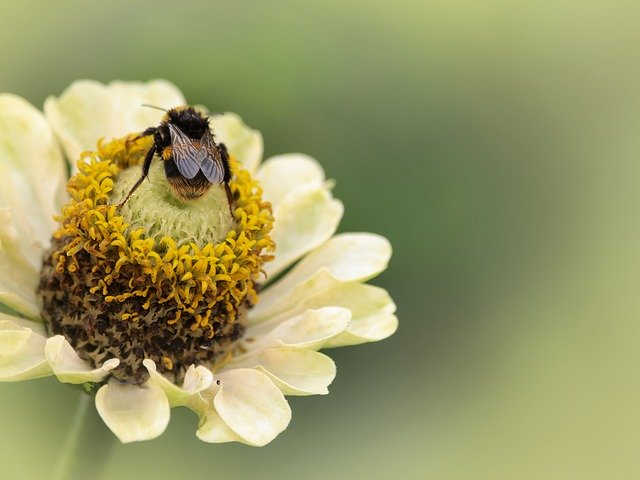 Téléchargement gratuit Insecte jaune bourdon - photo ou image gratuite à modifier avec l'éditeur d'images en ligne GIMP