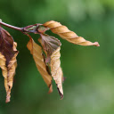 Bunches of dry leaves  screen for extension Chrome web store in OffiDocs Chromium