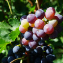 Bunches of grapes turn purple  screen for extension Chrome web store in OffiDocs Chromium