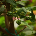 Bunches of green fruit  screen for extension Chrome web store in OffiDocs Chromium