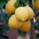 Bunches of lemons  screen for extension Chrome web store in OffiDocs Chromium