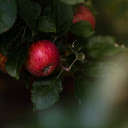 Bunches of ripe red apples  screen for extension Chrome web store in OffiDocs Chromium