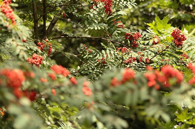 Scarica gratuitamente Bunches Of Rowan Autumn: foto o immagini gratuite da modificare con l'editor di immagini online GIMP