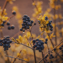 Bunch of black fruits  screen for extension Chrome web store in OffiDocs Chromium