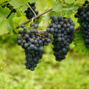 Bunch of black grapes  screen for extension Chrome web store in OffiDocs Chromium