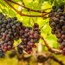 Bunch of delicious purple grapes  screen for extension Chrome web store in OffiDocs Chromium