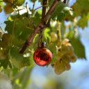Bunch of grapes and sphere  screen for extension Chrome web store in OffiDocs Chromium