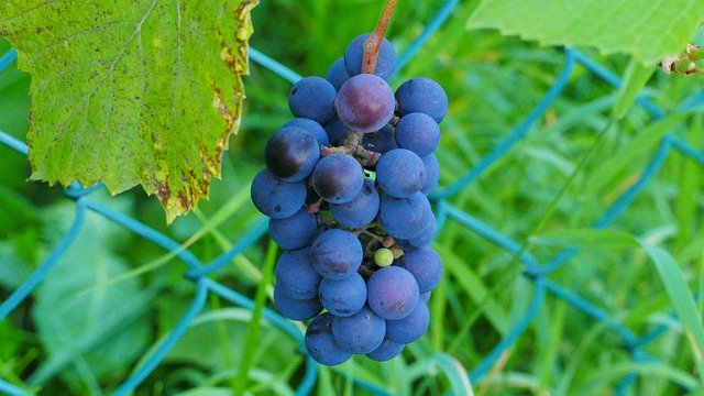Free download Bunch Of Grapes Fruit Garden -  free photo or picture to be edited with GIMP online image editor