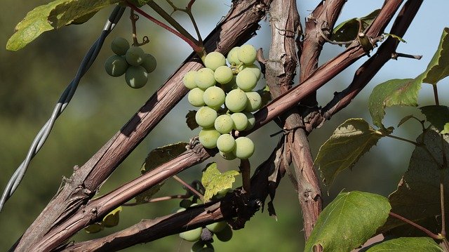 Free picture Bunch Of Grapes Fruit Spray -  to be edited by GIMP free image editor by OffiDocs