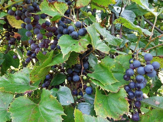Free download Bunch Of Grapes Vines Fruit -  free photo or picture to be edited with GIMP online image editor