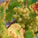 Bunch of green grapes  screen for extension Chrome web store in OffiDocs Chromium