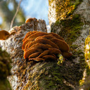 bunch of mushrooms  screen for extension Chrome web store in OffiDocs Chromium
