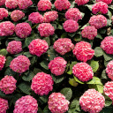Bunch of pink hydrangea flowers  screen for extension Chrome web store in OffiDocs Chromium