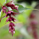 Bunch of red flowers  screen for extension Chrome web store in OffiDocs Chromium
