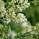 Bunch of rice white flowers  screen for extension Chrome web store in OffiDocs Chromium