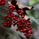 bunch of small red fruits  screen for extension Chrome web store in OffiDocs Chromium