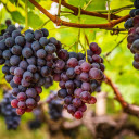 Bunch of sweet ripe purple grapes  screen for extension Chrome web store in OffiDocs Chromium