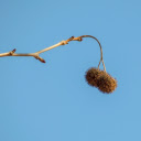 Bunch of two thorns  screen for extension Chrome web store in OffiDocs Chromium