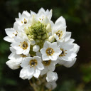 Bunch of white flowers  screen for extension Chrome web store in OffiDocs Chromium