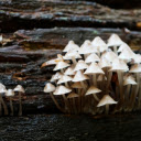 Bunch of white mushrooms  screen for extension Chrome web store in OffiDocs Chromium