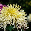 Bunch of yellow flowers  screen for extension Chrome web store in OffiDocs Chromium