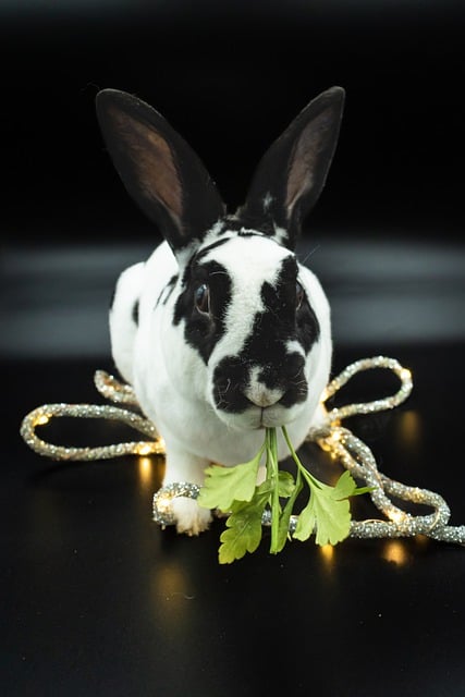 Free download bunny ears fairy lights closeup free picture to be edited with GIMP free online image editor