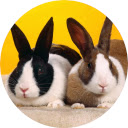 Bunny  Rabbit Wallpaper  screen for extension Chrome web store in OffiDocs Chromium