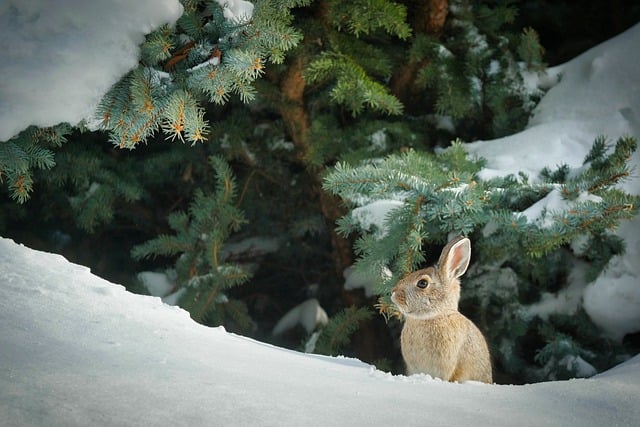 Free download bunny rabbit winter snow easter free picture to be edited with GIMP free online image editor