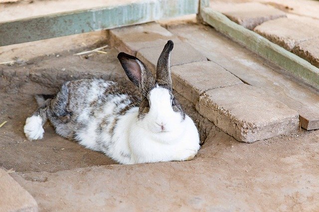 Free download Bunny White And Black -  free photo or picture to be edited with GIMP online image editor
