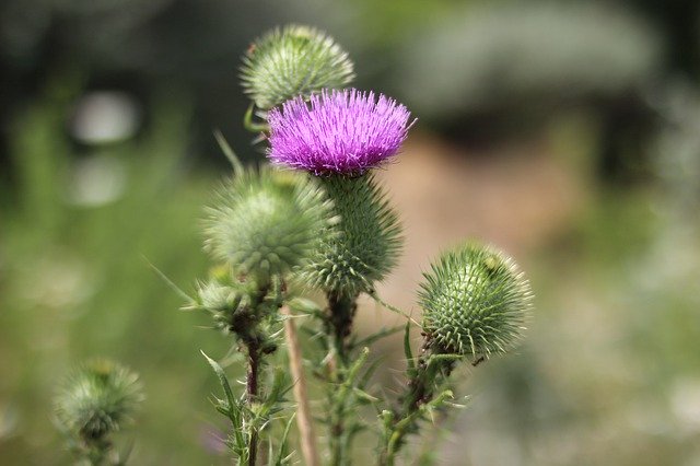 Free picture Bur Burdock Flora -  to be edited by GIMP free image editor by OffiDocs