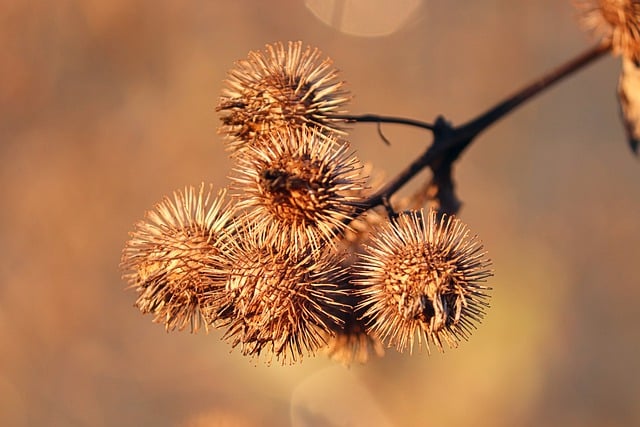 Free download burdock arcticum fall dried up free picture to be edited with GIMP free online image editor