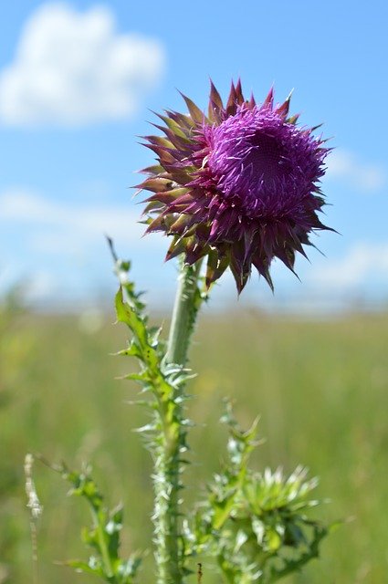 Free picture Burdock Barb Bloom -  to be edited by GIMP free image editor by OffiDocs