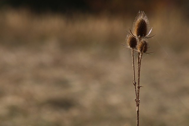 Bezpłatne pobieranie Burdock Dried Field - bezpłatne zdjęcie lub obraz do edycji za pomocą internetowego edytora obrazów GIMP