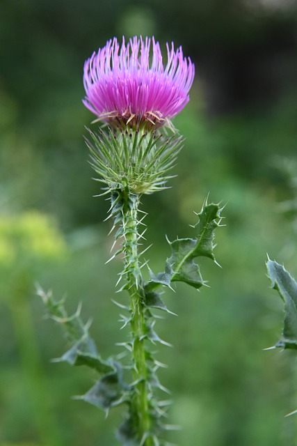 Free download burdock flowers nature free picture to be edited with GIMP free online image editor