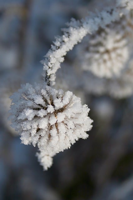 Free download burdock hoarfrost icy frost winter free picture to be edited with GIMP free online image editor