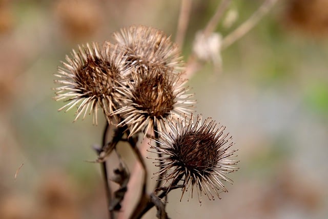 ゴボウ植物の種子を乾燥させた秋の無料ダウンロード GIMP 無料オンライン画像エディターで編集できる無料画像